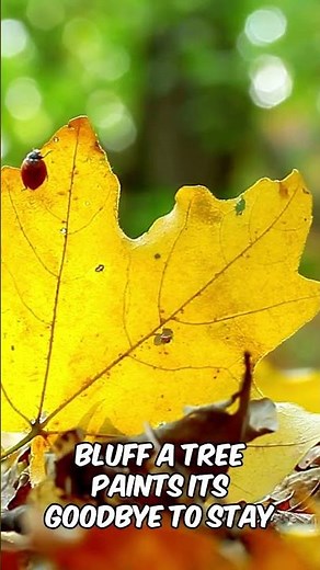 The #1 Reason Maple Leaves Turn RED Every Autumn