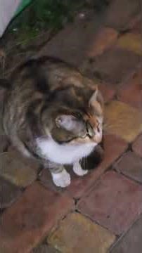 Летят. Кошки пугаются и побежали прятаться. Cats get scared and run for cover. Drones are flying