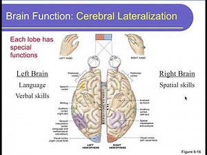 Physiology Chapter 9