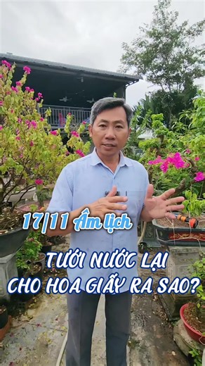 Chăm sóc cây hoa giấy: Tưới nước và kỹ thuật bấm nhánh