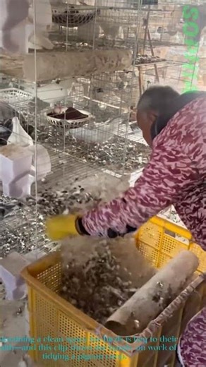 Cleaning Pigeon Coop Waste: Keeping Bird Enclosures Healthy