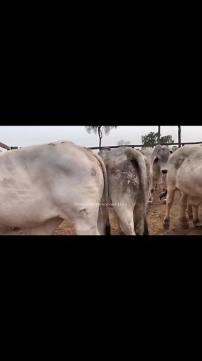 ❇️❇️ BRAHMAN CALVES ❇️❇️ 🤠#bulls #brahman #cowsforsale #meatballs LIVESTOCK EXPORTERS SOUTH AFRICA,We are number one exporters of BRAHMAN CATTLE, a few of our other Live stocks include; 1.cattle, 2.dairy, 3.sheep, 4rabbits, 5.ostrich, 6.Turkey, 7.Boer GoatsAnd a well-developed poultry and egg industry .On all inquiries on our Premium Quality Livestock, contact;Email: info.livestockexporters@gmail.com Call / Text / Whatsapp : 27 (0) 680 718 656Thanks and best regards,Friedrich.Brahman cow, Brahm