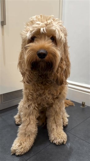 2.4K views · 34 reactions | New hair, who dis?  Fresh trim, soft shine, and one happy pup — all thanks to #doggo #cockapoosdaily #cockapooofinstagram #cockapoopuppies | Cockapoo World | Facebook