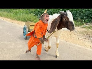 "Hilarious Monkey Videos Are Taking Over the Internet! Watch Now! 🐒🤣"