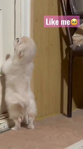 Pekingese puppy | Pekingese Lovers