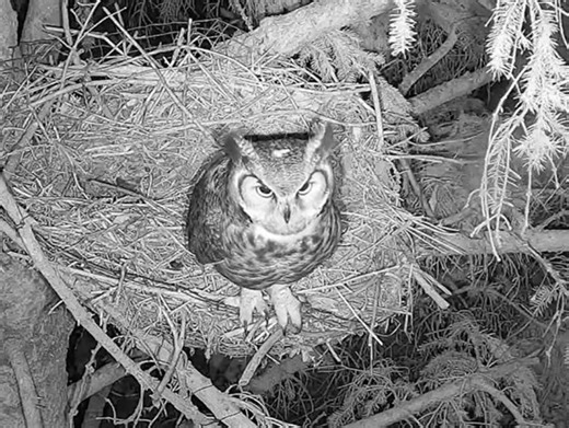 The Ellis Nature Centre Live Owl Cam is now up and streaming for you to enjoy! This season has already started off strong with lots of activitiy and some familiar (and possibly new!) faces at the nest. As some of you may know, the pair that got us excited last year ultimately chose to nest elsewhere, but we have high hopes for 2026! While we can't confirm whether this is the same returning pair, "Albert" appears to have a noticable white spot is his head - something not observed in previous "Alb