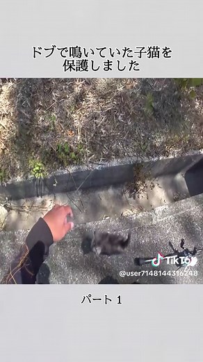 ドブで鳴いていた子猫を保護しました 1 #動物保護 #命を救う #犬 #ピースワンコ #愛護センター #おすすめにのりたい #fyp #foru #FYB #viarl #foruyou
