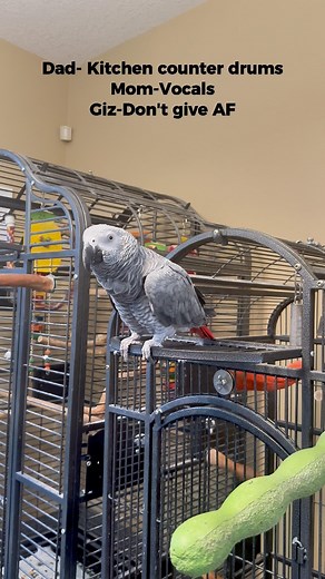 130K views · 4.9K reactions | This is how we get Gizmo to bed  #talkingparrot #funnyparrot #gizmothegreybird #gizmosjourney | Gizmo the Grey Bird | Facebook