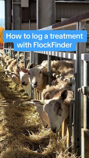 FlockFinder: Quick Logging for Livestock Treatments