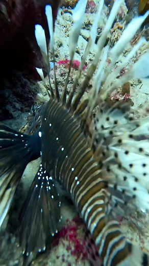 Here’s some great footage of the invasive, Lionfish hunts! There’s also a few interesting, underwater interactions! Get out there and go diving and get those Lionfish! #halcyondivesystems #shearwaterdivecomputer #foldspear #gopro #gopro10 #lionfishextermination #forceescuba #lionfishdelray