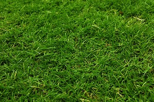 Steps for Overseeding Your Colorado Lawn - Timberline Landscaping