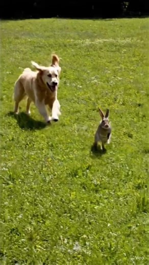 dog chasing rabbit #shortfeeds