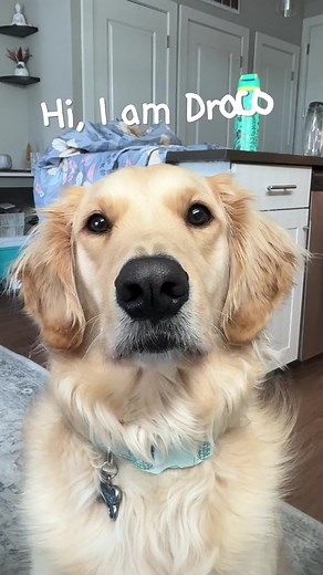 Engaging Draco Malfoy Moments on TikTok