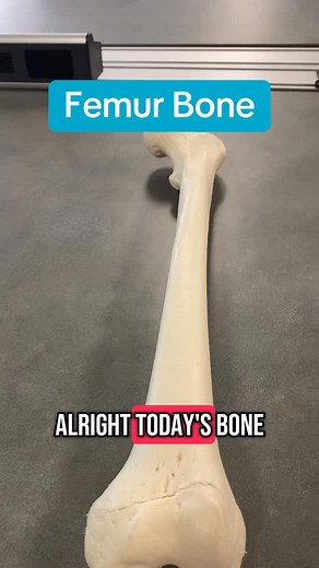 Professor Klein Anatomy | Full femur bone and bony landmark explanation! #anatomy #ohiouniversity #stem #education #learn #bones #femur 🦴 | Instagram