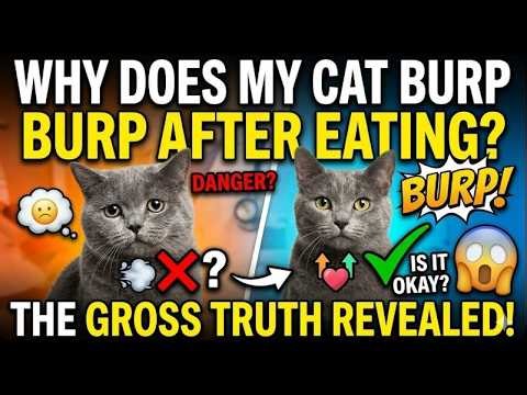 Why does my cat burp after eating?