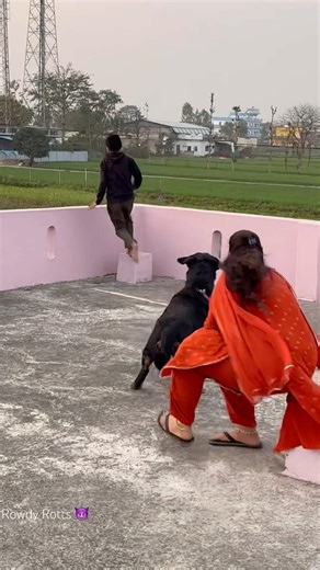 Rottweiler protecting owner attack🚨chat se kuud gya😹‼️❌#rottweiler #shorts #protection