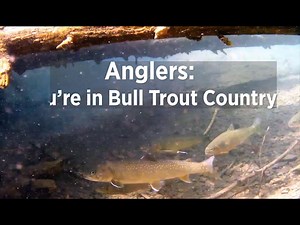 Bull trout are an important native species that need your help. The most important thing you can do to help minimize your impact on bull trout is to correctly identify them and follow the regulations where you're fishing. #NoBlackPutItBack #TakeNoBull https://www.takenobull.org/ | Montana Fish, Wildlife & Parks (Region 1)