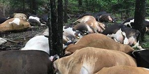 Lightning killed 32 dairy cattle in Texas County