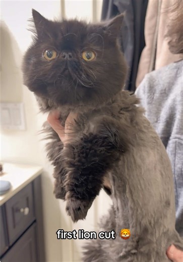 Transforming Smudge: First Lion Cut Experience