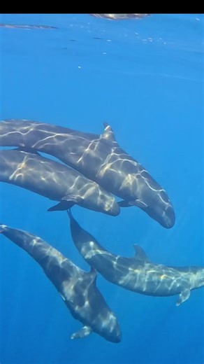 One of my FAVORITE ocean encounters ever… Pseudo Orcas! 🐋💙 They’re playful, affectionate, curious, and full of personality — jumping, spinning underwater, and even looking right up at us. Watch closely and you’ll see a pregnant female with a smaller one lovingly rubbing against her belly. Pure tenderness in the wild. 🌊✨ Our guests were absolutely thrilled, and so were we. Hope to see them again soon! #CostaRica #DrakeBay #FalseKillerWhales #OceanMagic #DivineDolphin
