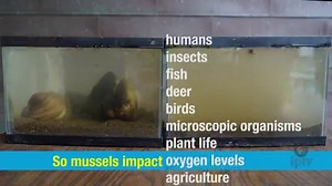 It only takes a minute to see the power of these mussels. #iowalandandsky Follow along this fall as we explore Iowa's land and sky and delve into a number of environmental issues. See more >>> bit.ly/iowalandandsky | Iowa PBS
