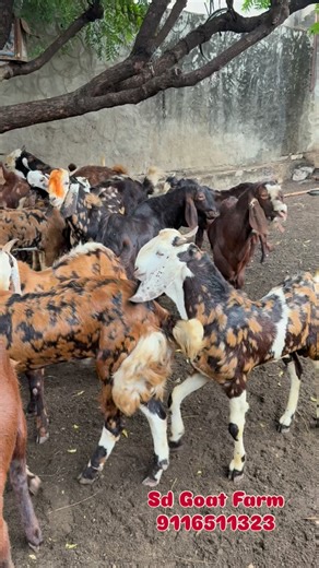 Sd Goat Farm #9116511323 . . . . . . . . . . . . . . . . . #bakramandi #bakraeid2025❤️😍🥰 #bakraeid #9116511323 #sirohi #insta #राजस्थान_का_सबसे_बड़ा_goat_फार्म #bakra #farming #bakripalan #insta #instamood #instafit #instagram #bakri #bakridmubarak🌙️ #virals #viralvideos #viralreels #video #vida #viralpost #trend #trendy #insta #india #instafit #instamood #farm #farmlife #farming #farmer #innovation | Sd Goat Farm