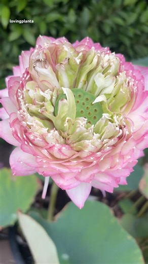 Lotus flower/ Nelumbo nucifera