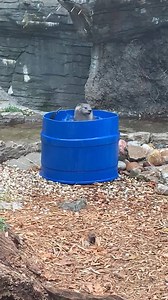 1.2M views · 41K reactions | That Friday feeling ... Cincinnati's Sugar and Wesley have a big pool to swim in but they love nothing more than playing in their barrel. We could watch this all day. | WLWT | Facebook