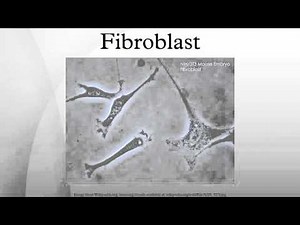 Fibroblast