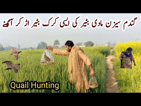 Quail Hunting Trap By Sounds | Batair ki Awaz | Femail Quail Voice | quail bird trap easy very munda