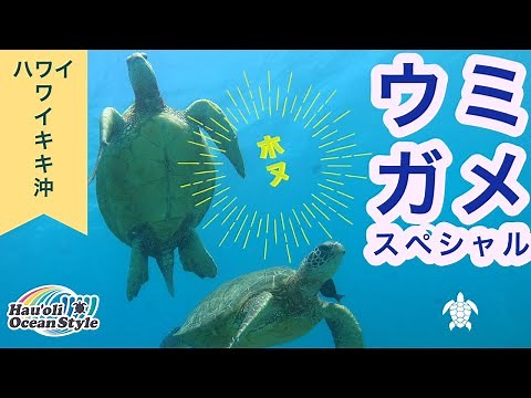 【ハワイ・ウミガメ】幸運を呼ぶホヌ！ワイキキ沖に生息しているホヌスペシャル！Diving at Turtle Canyon, Hawaii
