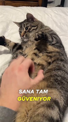 Kedinin Seni Sevdiğini Anlamanın 6 Yolu! 🐱