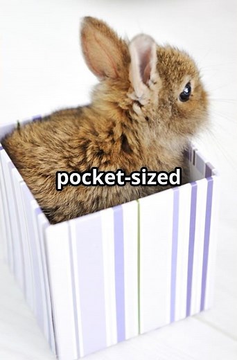 Smallest Rabbits 🐇