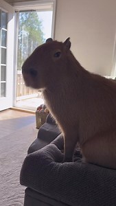 Capybara Frequently Asked Questions: “You let that giant rat in your house?” We get a LOT of variations of this on any video that we post of the girls coming inside. First off, they are guinea BIGS, get it right 😤 Joking aside, capybaras are more closely related to guinea pigs and maras than they are to rats! Capybaras are also social animals, and our girls are very bonded to us (and Stevie the sheltie). While we can’t always go sit outside with them for hours at a time, we can let them come an