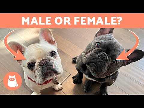 Differences Between Male and Female FRENCH BULLDOGS 🐕🐾 Which One to Adopt?