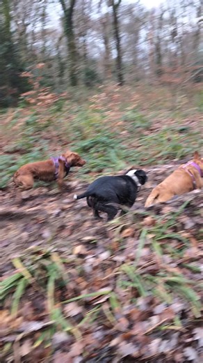 Bringing Dog Owners Together on Isle of Wight