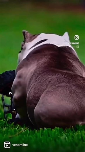 The Return: Built in Silence 💯 We’ve been back 12 months and 5 days after taking 18 months away to mourn the loss of the dog that started it all — Louis V Line’s Venom. We never truly stopped. Our studs stayed active. The work continued. Our clients produced some incredible dogs. But when it came to breeding, my heart wasn’t in it yet. That changed January 1st, 2025. What we’ve been building behind the scenes is about to show. Next-gen studs. New females. Same blood — just improved. There won’t