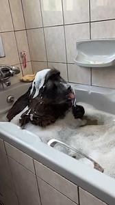 1.8M views · 16K reactions | I caught Cindy the Baboon brushing her teeth in the bath! 瘟 #animals #funnyanimal #animallover #funnymoments | Ruben Namibia | Facebook