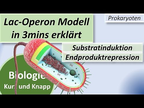 Lac operon model - substrate induction - end-product repression (tryptophan), gene regulation in ...
