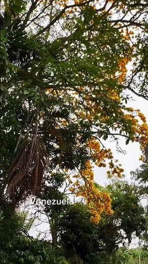 Increíble árbol de flor amarilla en Colombia|Guayacán amarillo🌳🌼 #Naturaleza‪@cesarcorreaplantas‬