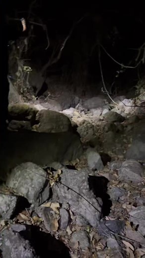 8.2K views · 85 reactions | Macan tutul !!! | Mahadir | Facebook