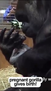 12K views · 443 reactions | ==>Full story in first comment Cameras Filmed a Gorilla Giving Birth for the First Time. When She Got Up, the Keepers Screamed... | Cat Life | Facebook