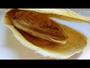 How to open a mango seed