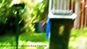 Tasmanian Tiger sighting? Mysterious animal seen in Adelaide