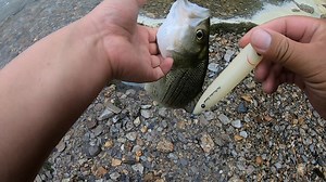 Spavinaw creek #topwater #fulltimefisherman #fishing #oklahoma | Full Time Fisherman