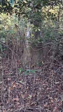 Swamp rabbit runs #beagles #beaglecrew #hunting #beaglebreed