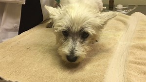 Tiger Lily, the 11-year-old Westie we rescued last week, had an appointment with a dermatologist today. Dr. Jackie Campbell at Animal Allergy & Dermatology of Colorado says Tiger Lily is suffering from a severe infection. The good news is that she will receive the very best medical treatment possible, and will get extra love from everyone at National Mill Dog Rescue. If you would like to help us with veterinary costs for our dogs, please consider a donation to our Healing Hearts Fund. http://mil