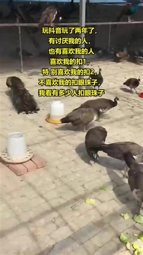怒江州家养孔雀基地 【159-5470-0017】,白孔雀。如何提高孔雀的繁殖率？掌握孔雀的繁殖技术是关键。我们为您提供详细的繁殖技巧和注意事项，帮助您提高养殖孔雀的繁殖效率。花孔雀、白孔雀、蓝孔雀的繁殖特点各有不同，我们为您一一解答。关注我们，让您的孔雀家族不断壮大。 #湘西州蓝孔雀苗基地 #临夏州观赏孔雀养殖基地 #黔西南州花孔雀基地 #湘潭养殖孔雀基地 #红河州孔雀苗养殖基地