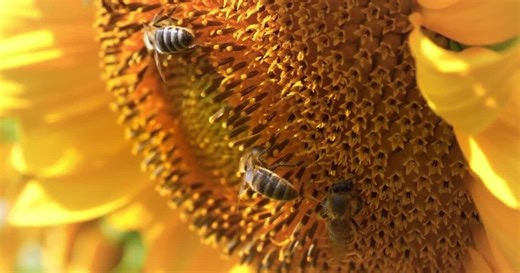 After American Fork fire, Utah family racing to protect millions of bees
