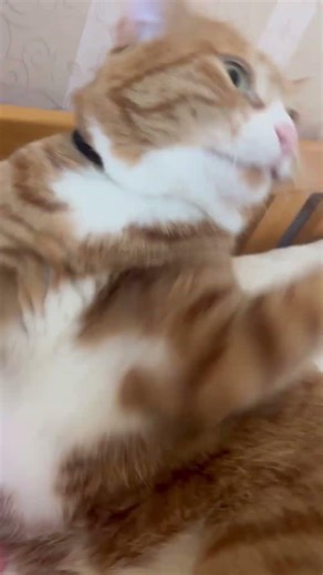 망구시그니처 인형만들기 코바늘고양이